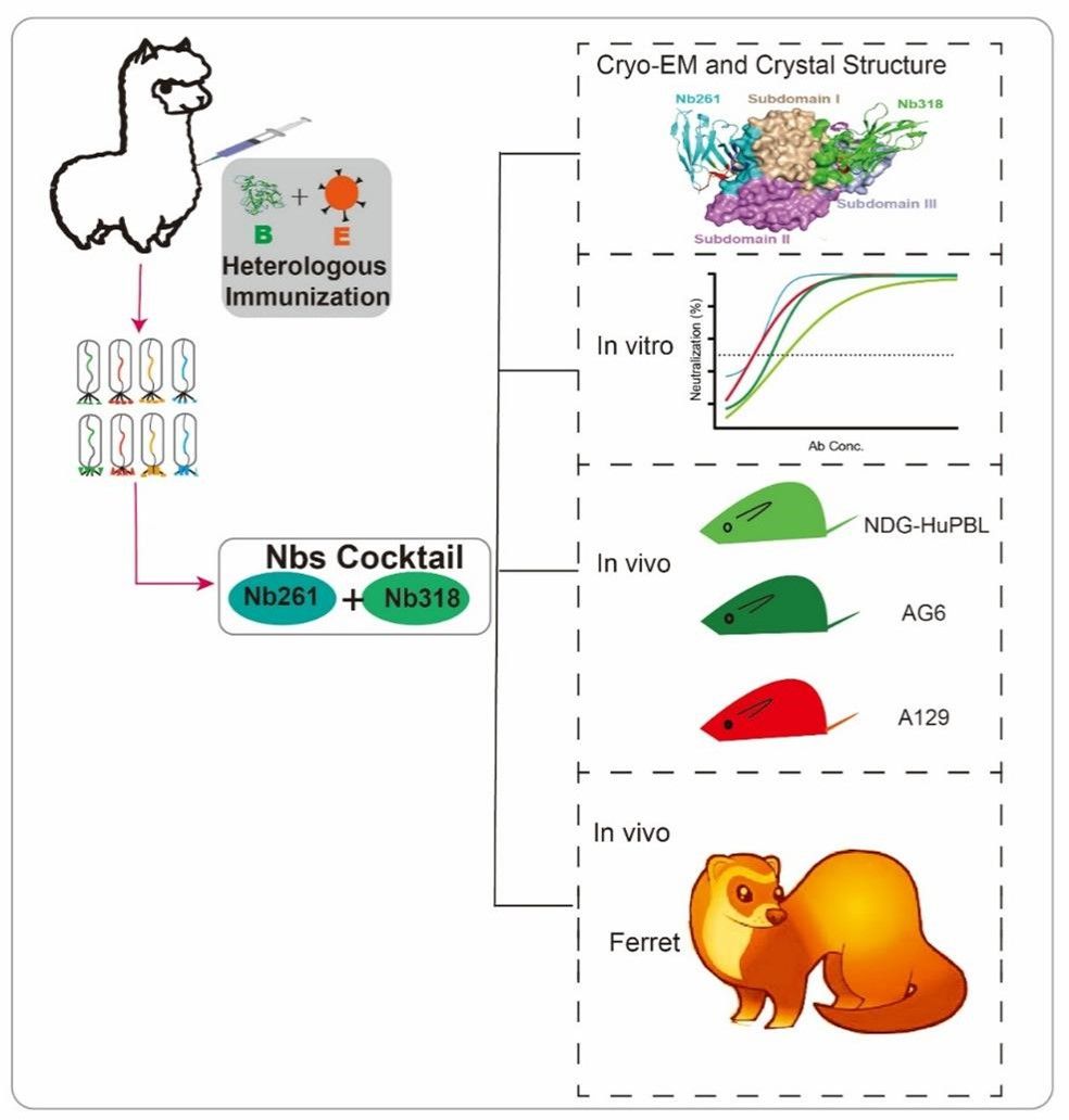 南京大学南京大学医学院吴喜林团队在防治蜱传致命病毒 SFTSV 感染取得突破性进展