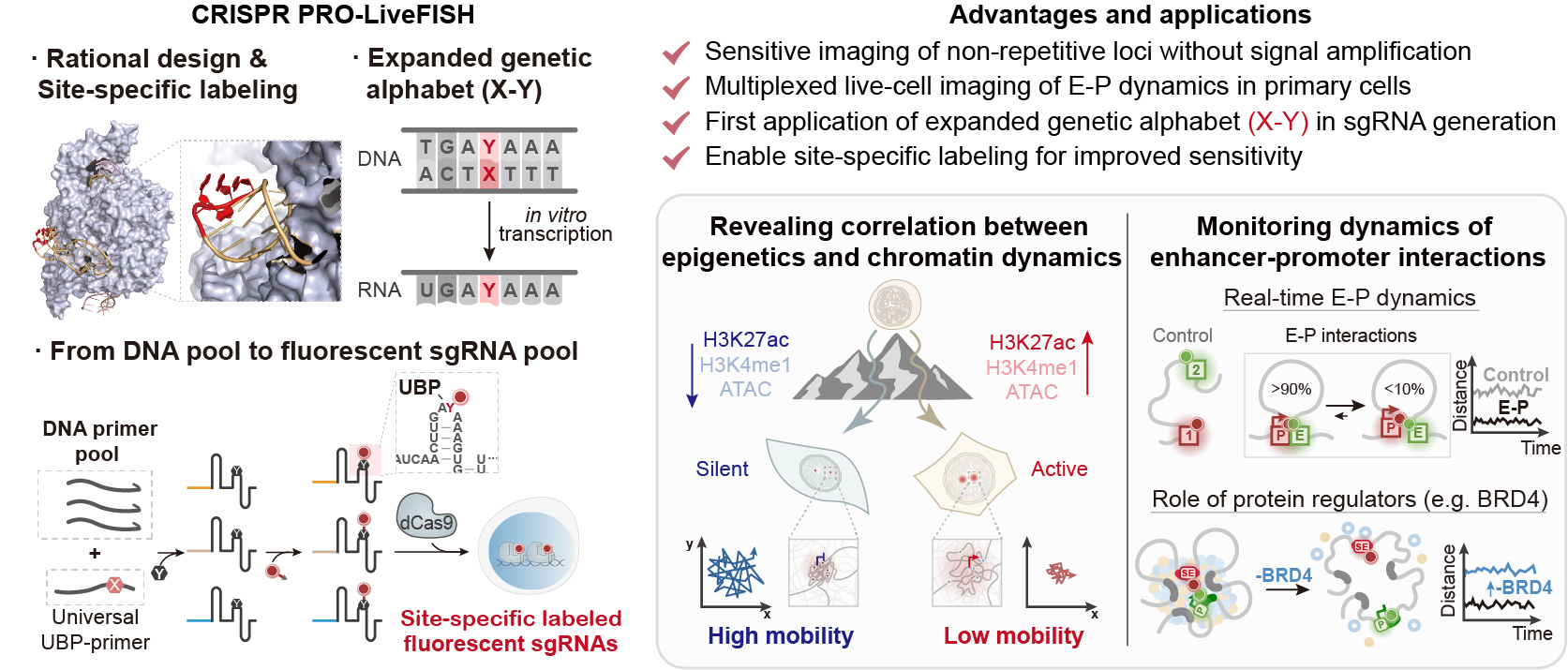 清华大学生命学院王海峰团队、颉伟团队合作开发新型CRISPR活细胞成像技术揭示染色质动态调控机制