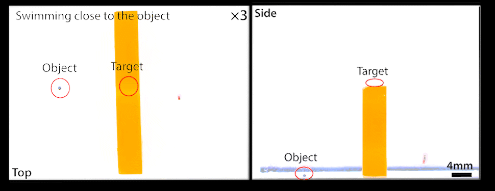 哈工大谢晖教授团队研制微型仿鱼机器人集群助力高效药物递送