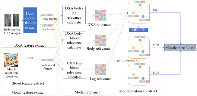 电子科技大学软件学院刘勇国教授团队在肌少症肌量评估研究方面取得新进展