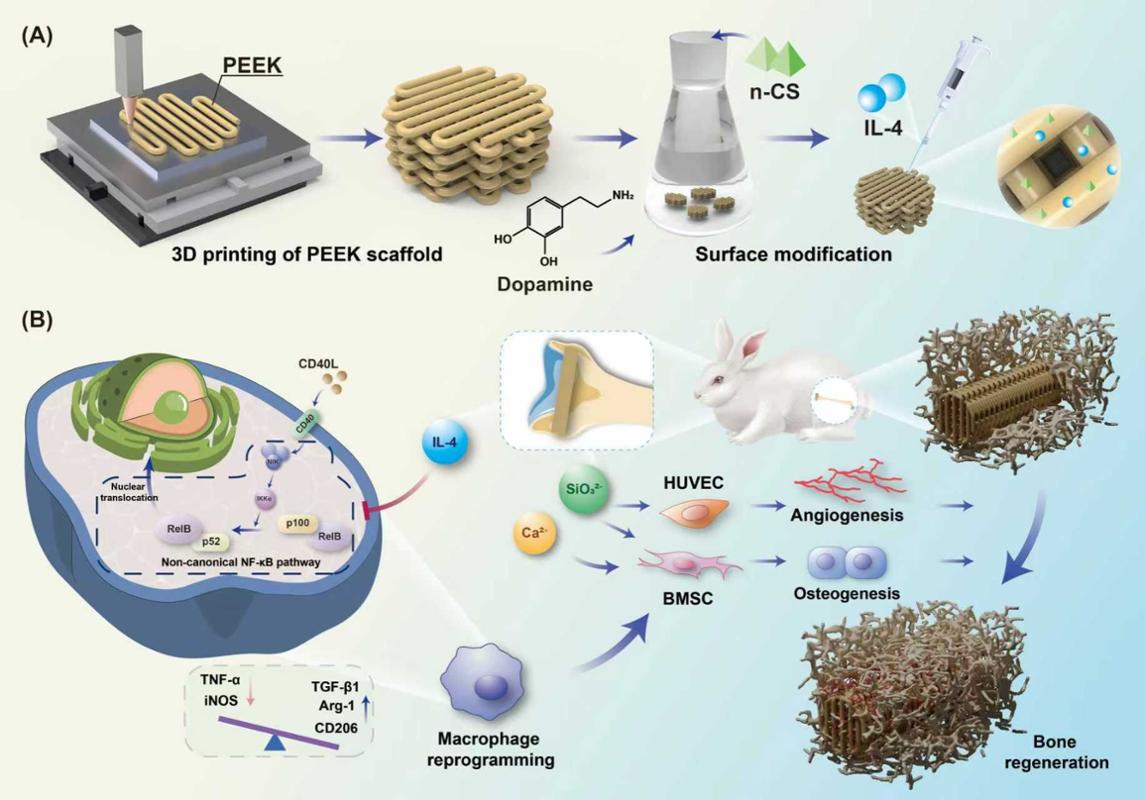 西安交大二附院骨科中心关节与足踝病区团队在骨修复植入材料领域取得新突破