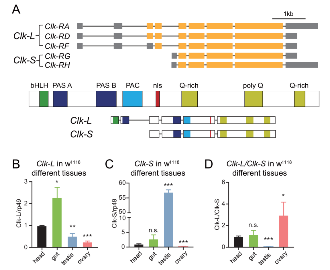 中国农业大学植保学院杜娟教授团队揭示组织特异性CLOCK可变剪接异构体影响果蝇生殖适应度