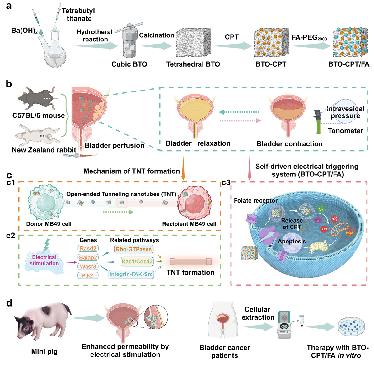 电子科技大学医学院石毅教授团队在Nature Communications上发表医工结合新成果