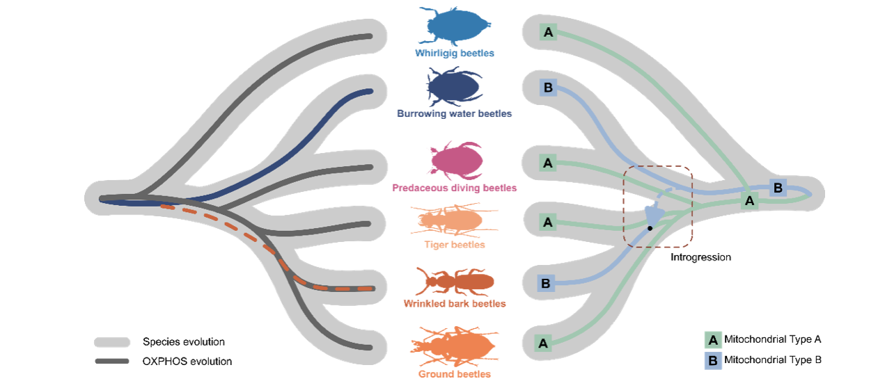中国农业大学植保学院彩万志、李虎教授团队揭示了甲虫核基因与线粒体基因不一致现象的演化过程