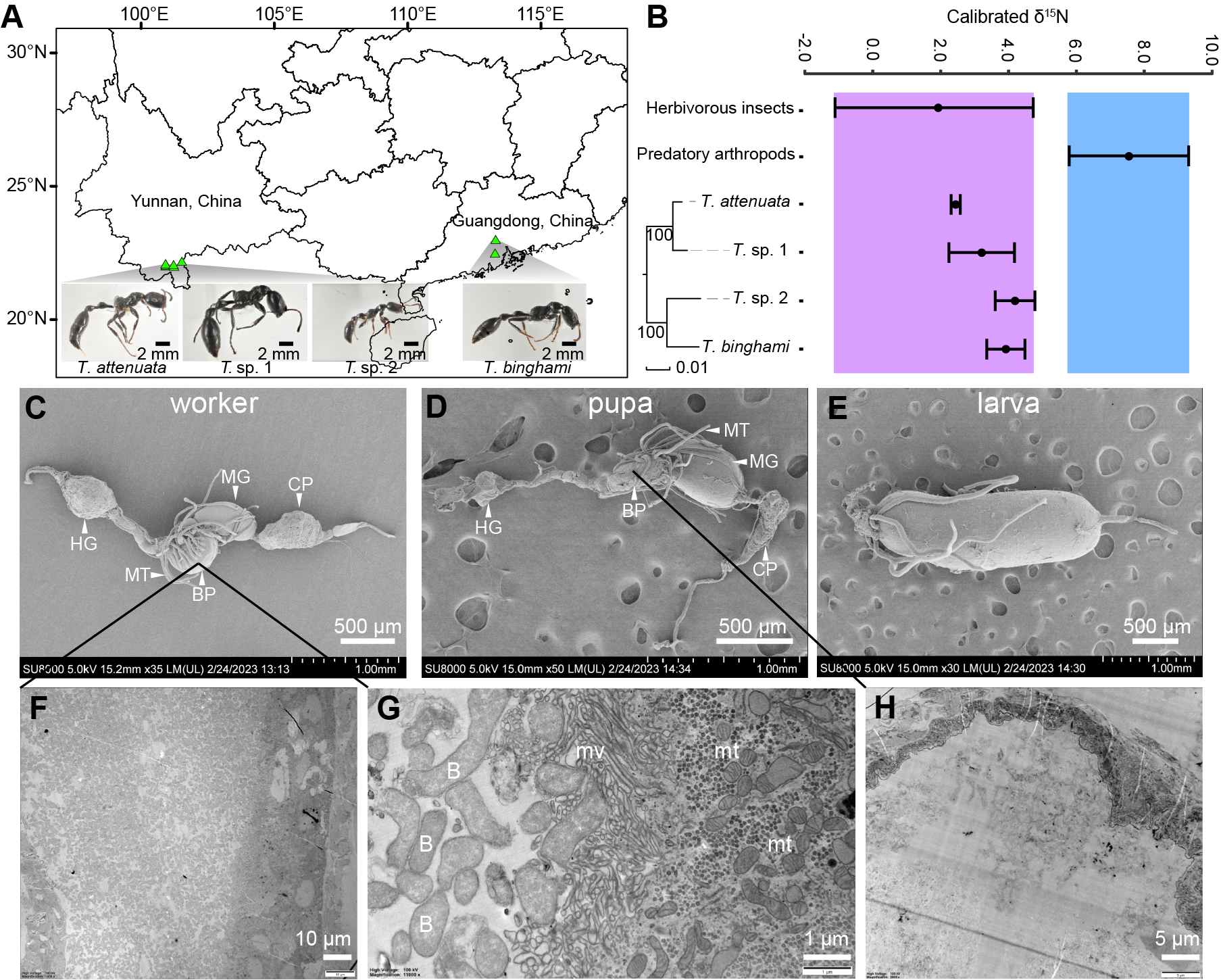 北京师范大学生命科学学院胡仪教授课题组在PNAS发文揭示群体营养共生方案:蚂蚁体内特化的细菌袋如何养活“吃素”的蚁群