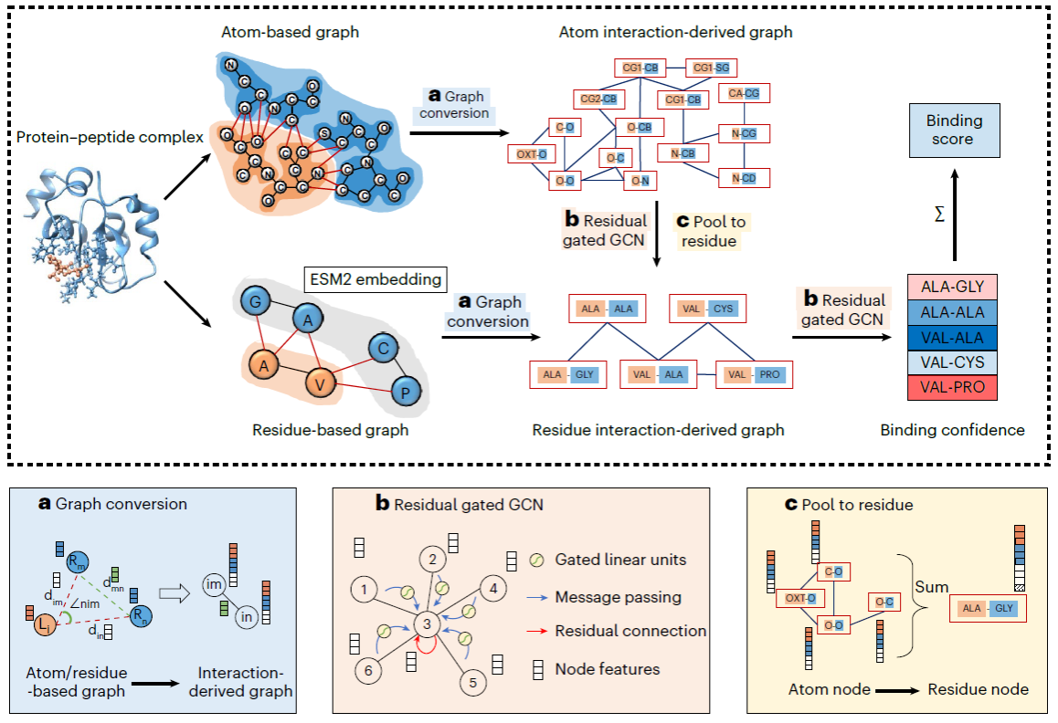华中科技大学物理学院黄胜友团队蛋白质-多肽相互作用预测研究获进展