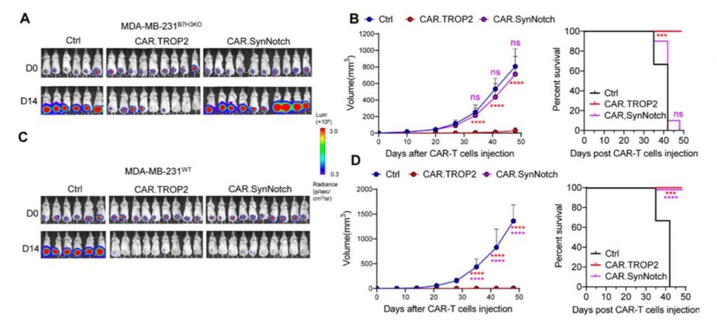 西安交大二附院张淑群教授团队 在实体瘤CAR-T治疗领域取得重要突破