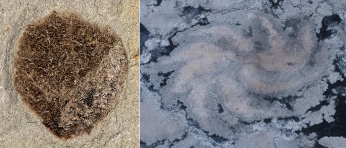 南京大学中国科学家在湖北发现距今5.4亿年的布尔吉斯页岩型化石库——为揭示寒武纪生命大爆发的前奏提供关键证据