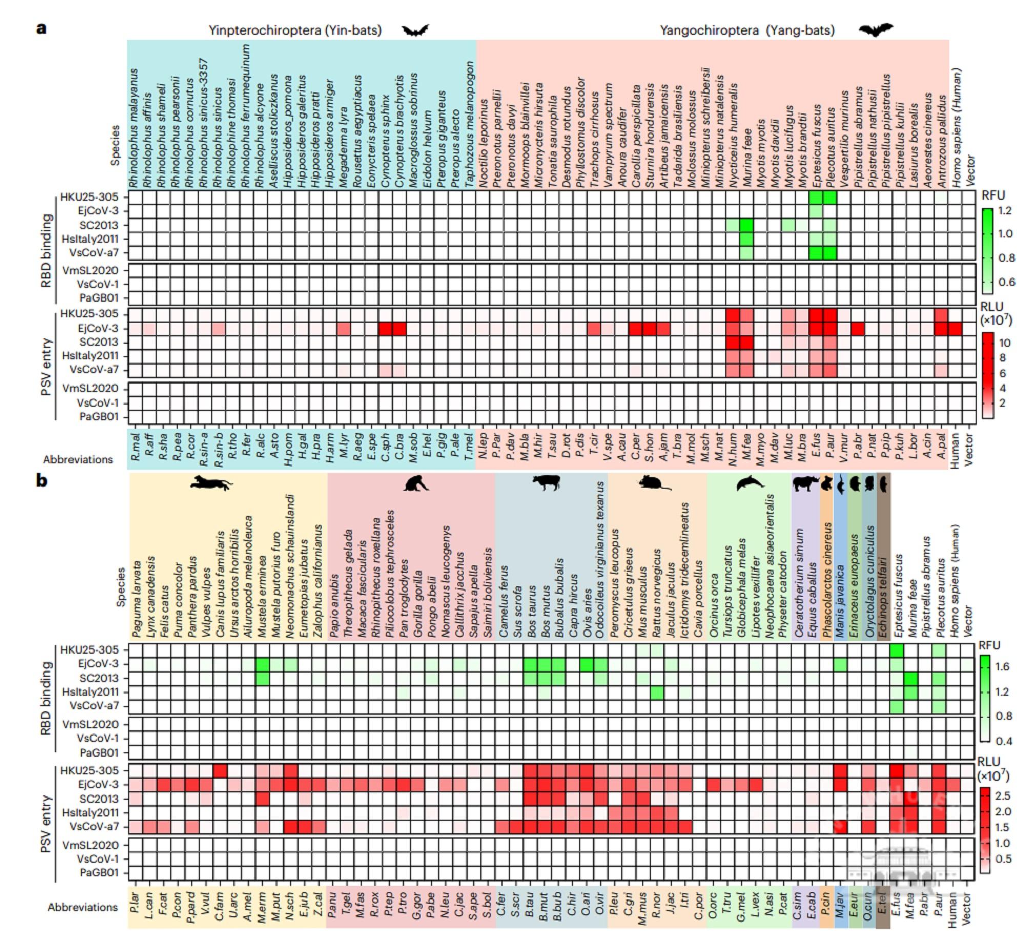 武汉大学严欢课题组揭示HKU25相关MERS簇冠状病毒的受体使用