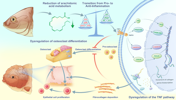 研究揭示金鱼头瘤形成的细胞与分子机制