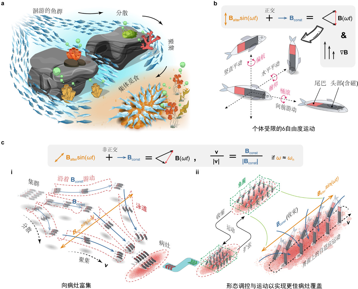 哈工大谢晖教授团队研制微型仿鱼机器人集群助力高效药物递送