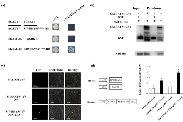 西北农林科技大学(765)园艺学院胡晓辉课题组揭示SlWRKY54-SlZF61-SlDLO2模块调控番茄低温胁迫响应的分子机制