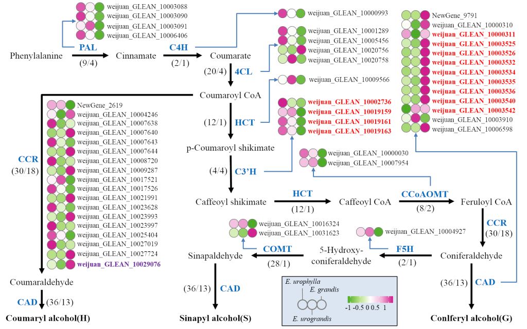 速生树木所在尾巨桉杂种优势形成的基因组研究中取得新进展