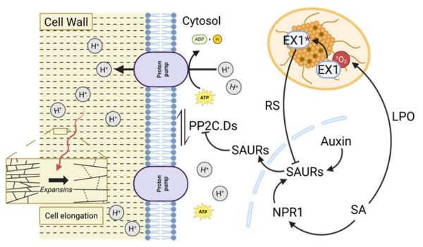 新研究发现水杨酸与单线态氧信号协同调控黑暗中拟南芥幼苗下胚轴伸长机制