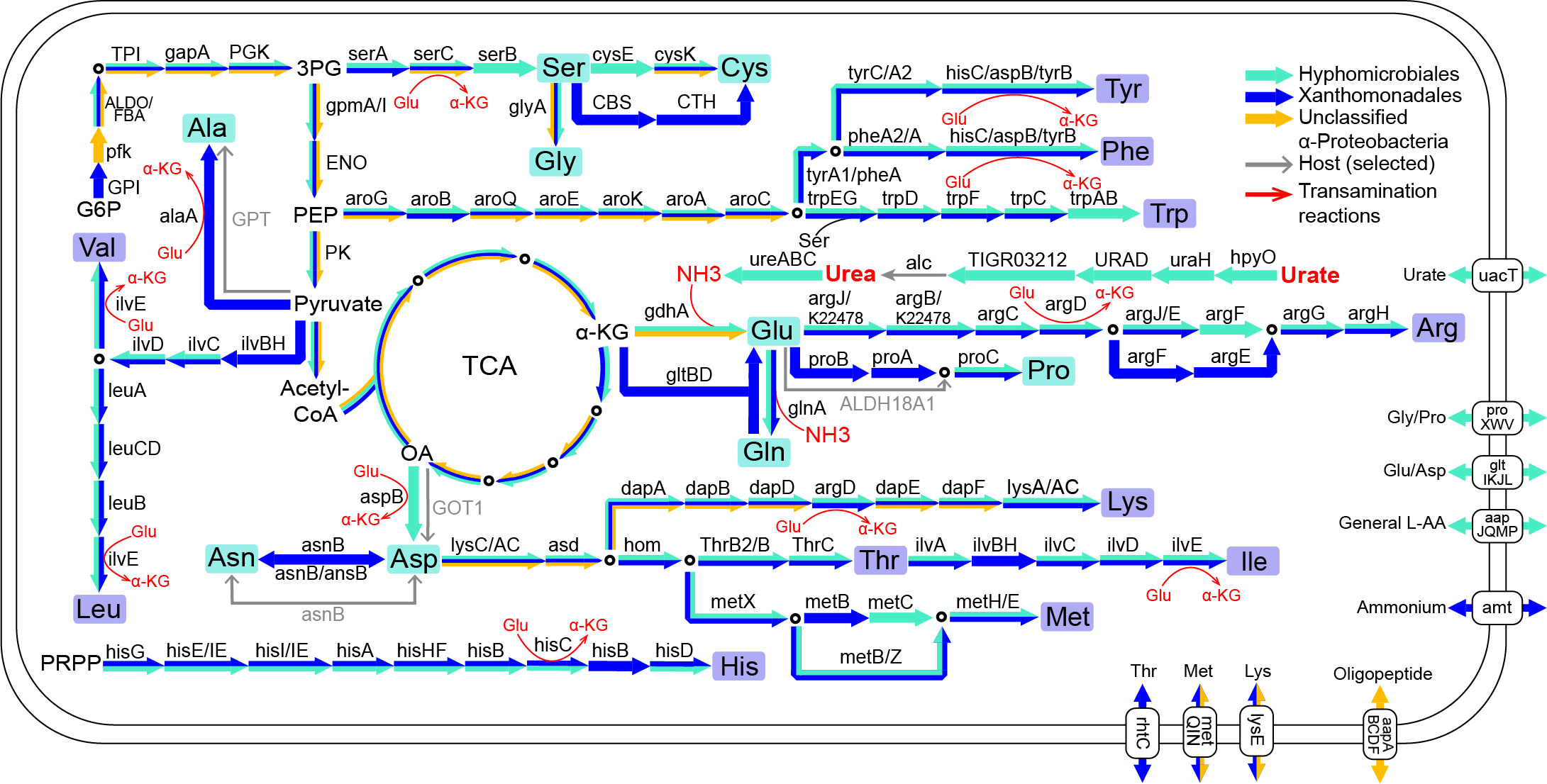 北京师范大学生命科学学院胡仪教授课题组在PNAS发文揭示群体营养共生方案:蚂蚁体内特化的细菌袋如何养活“吃素”的蚁群