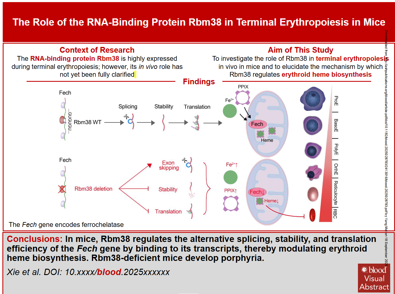 湖南大学梅杨教授团队揭示血液罕见病发病潜在新机制