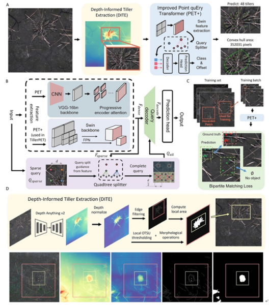 水稻分蘖及株型性状高通量获取研究取得进展