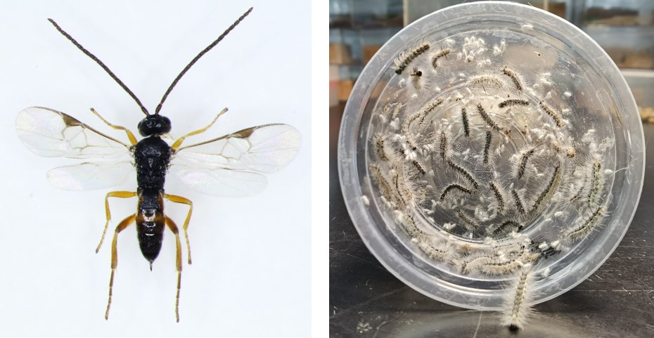 森环森保所在重大入侵害虫美国白蛾新天敌产品研发方面取得突破