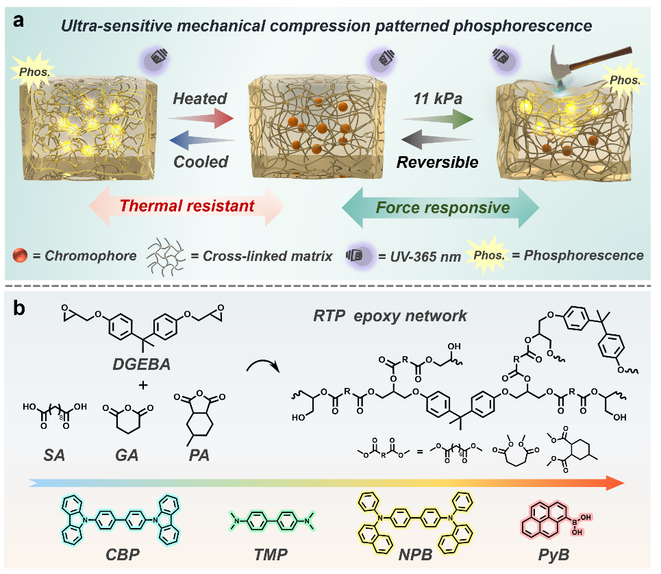 西安交大与中科大研究团队 在橡胶态交联聚合物网络的敏感机械压缩图案化磷光领域取得突破性进展