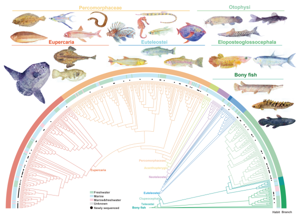 “万种鱼类基因组计划”首期成果覆盖世界真骨鱼类目级分类单元
