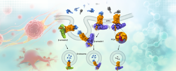 科学家揭示脂质代谢调控新机制