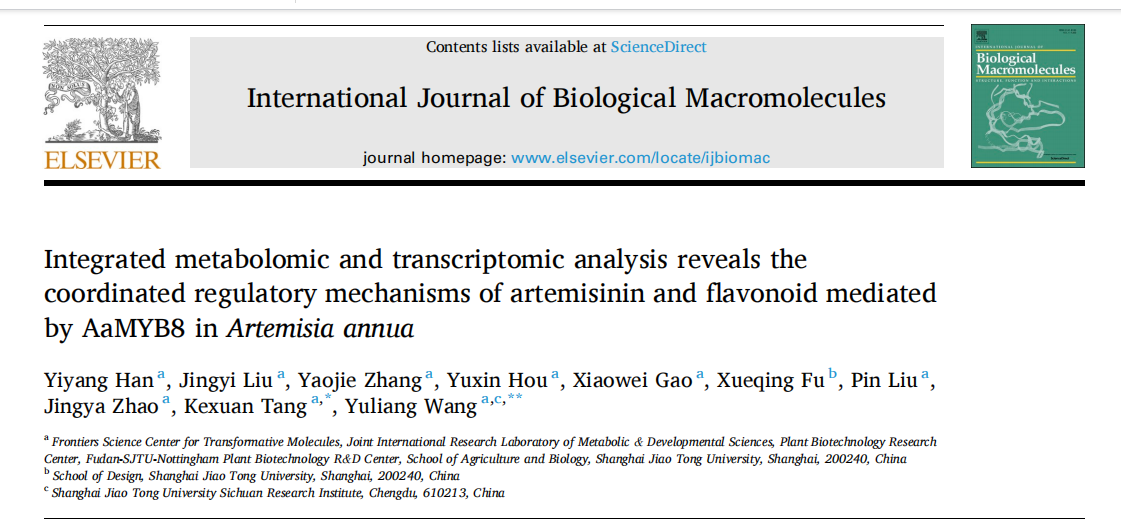 上海交大唐克轩-王玉亮团队揭示青蒿素合成时空调控与黄酮协同增效的双重机制