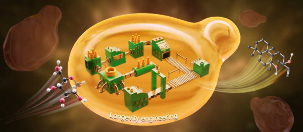 研究人员新策略构建高效酵母细胞工厂