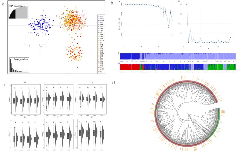 热林所在粗皮桉核心种质构建方面取得重要进展