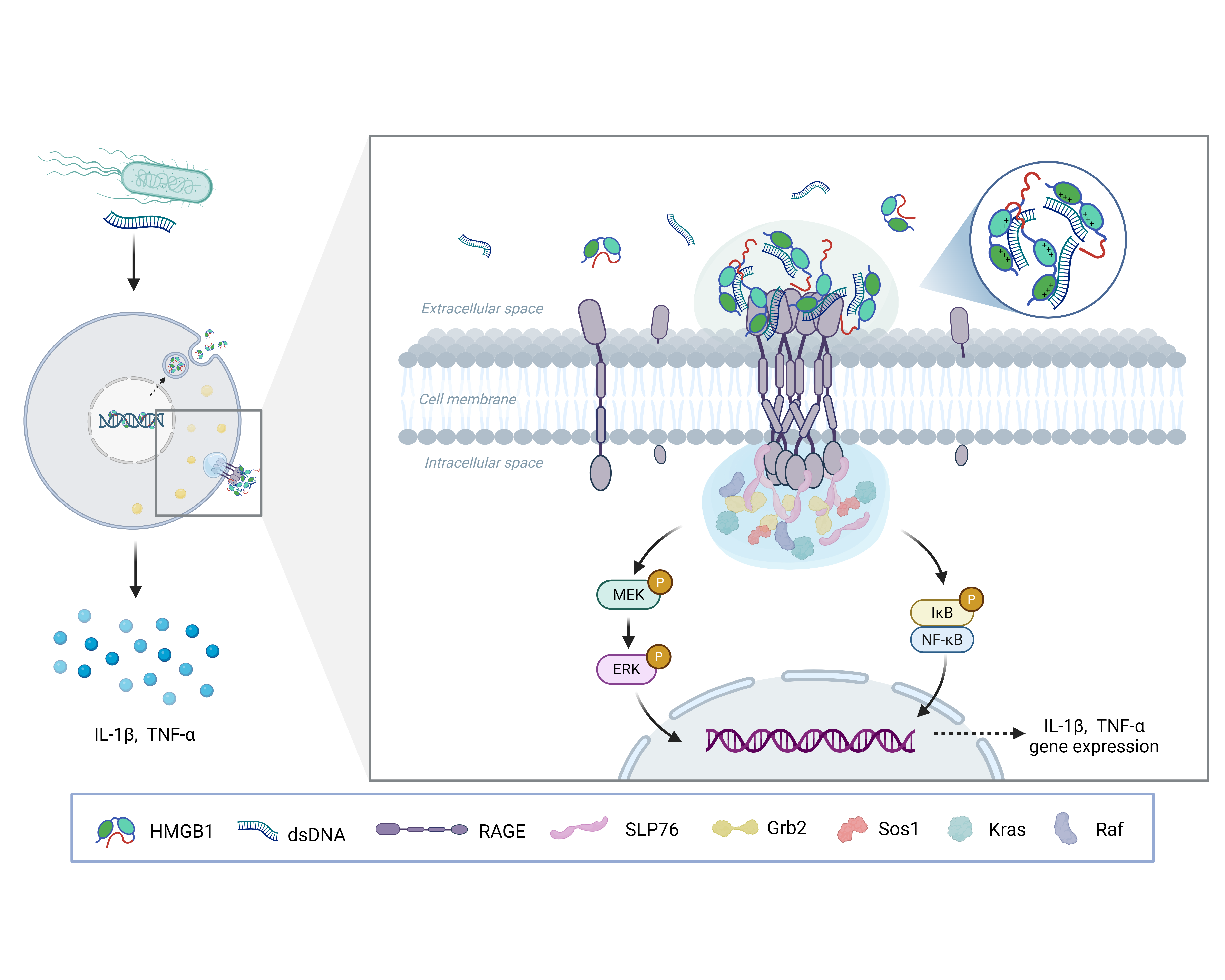 北京化工大学罗施中教授课题组在PNAS刊发最新研究成果