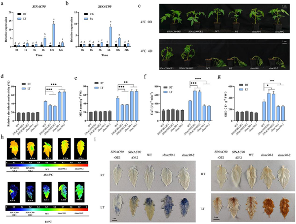 西北农林科技大学（763）园艺学院胡晓辉课题组揭示SlMYC2-SlNAC90-SlNAC102模块调控番茄低温胁迫响应的分子机制