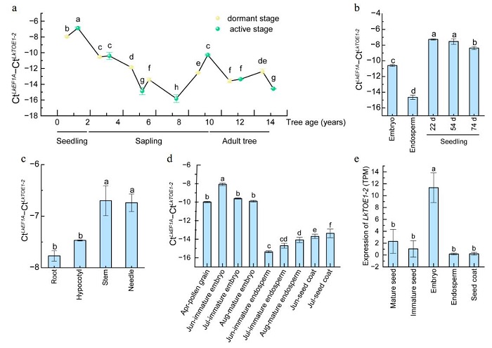 林业所在落叶松种子形成和萌发研究方面取得新进展