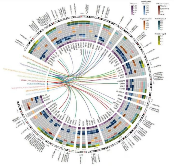 科学家绘制全球多囊卵巢综合征精细遗传图谱