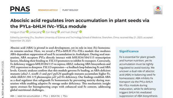 西北农林科技大学（759）未来农业研究院郑远教授团队揭示植物激素ABA新功能：精准调控种子铁含量，为营养强化作物提供新思路