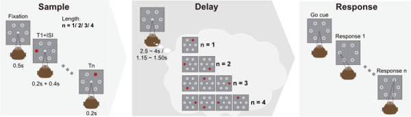 研究揭示猕猴前额叶皮层对有限工作记忆资源的灵活调配机制