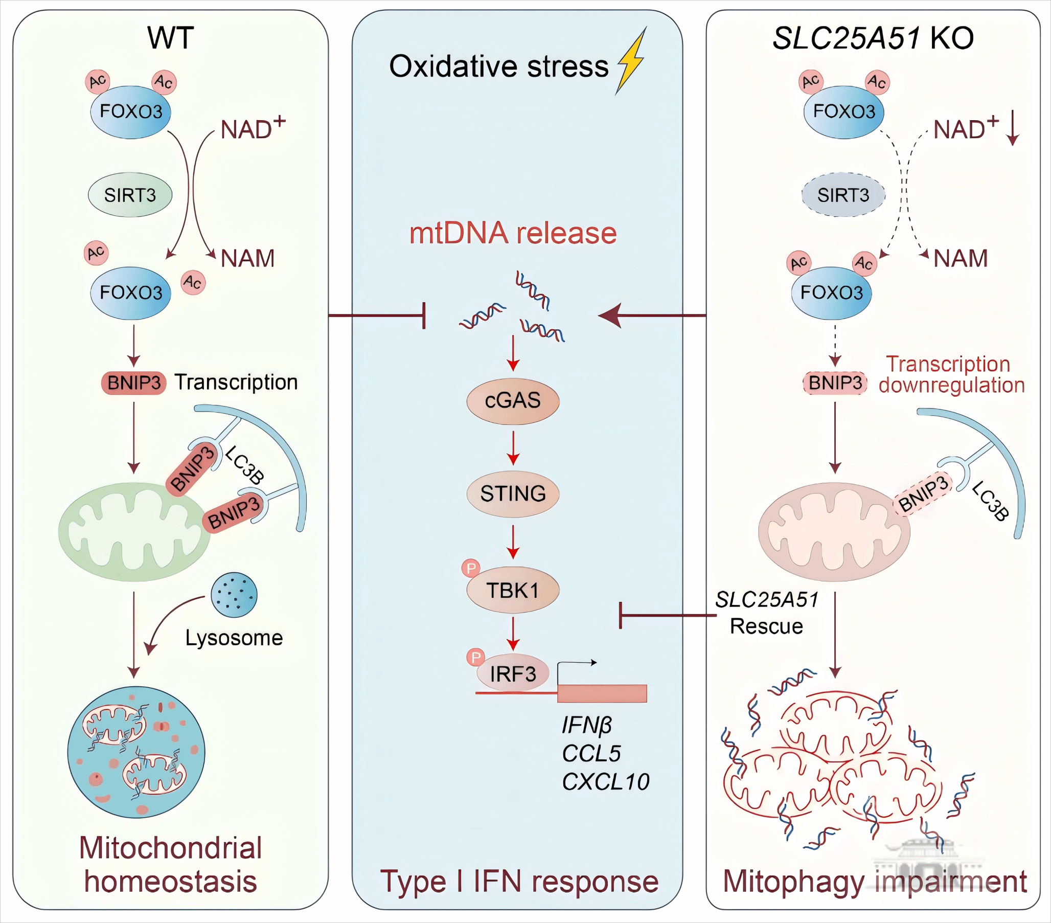 武汉大学周荣家课题组揭示线粒体NAD+调控线粒体自噬及炎症反应新机制