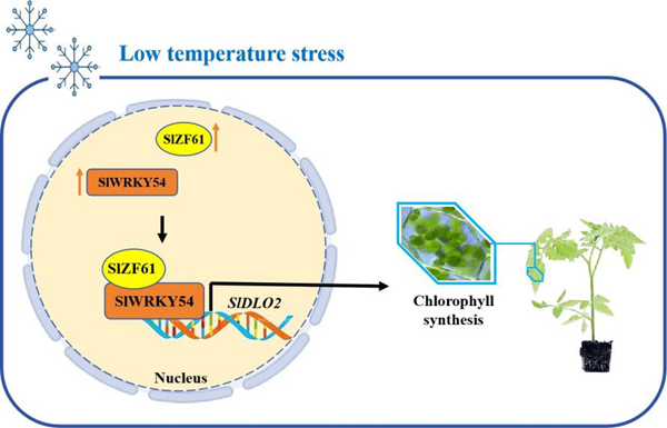 西北农林科技大学(765)园艺学院胡晓辉课题组揭示SlWRKY54-SlZF61-SlDLO2模块调控番茄低温胁迫响应的分子机制