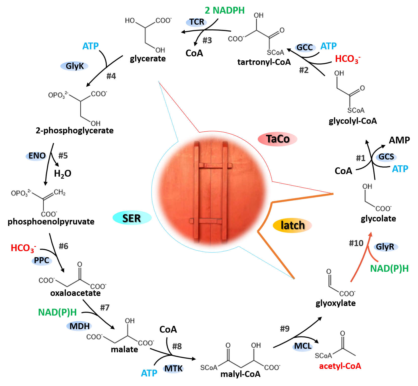 研究提出新的人工固碳途径