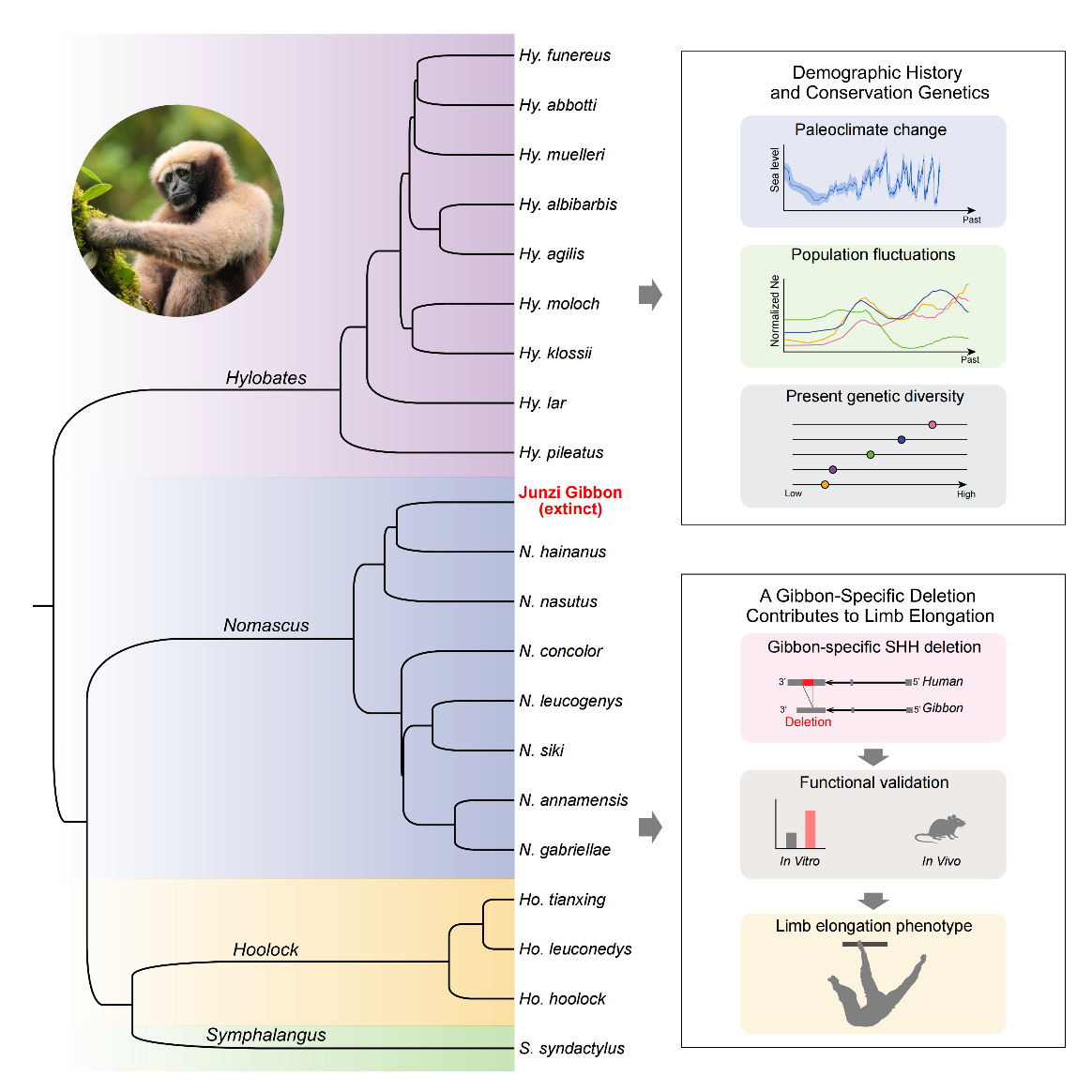 研究揭示长臂猿物种系统演化关系、濒危历史与长臂之谜