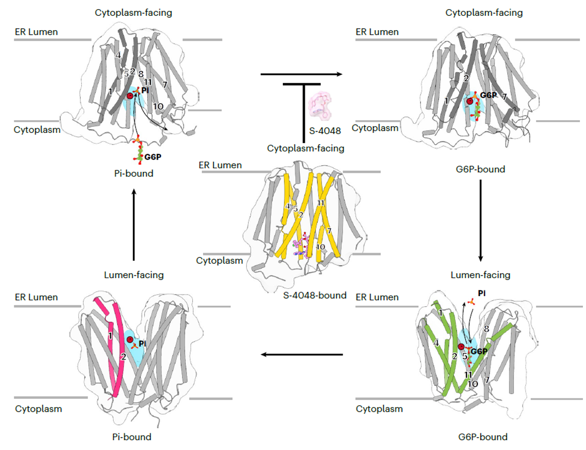 北京大学生命科学学院张哲课题组与合作者破解葡萄糖-6-磷酸转运蛋白SLC37A4的底物转运与抑制机制
