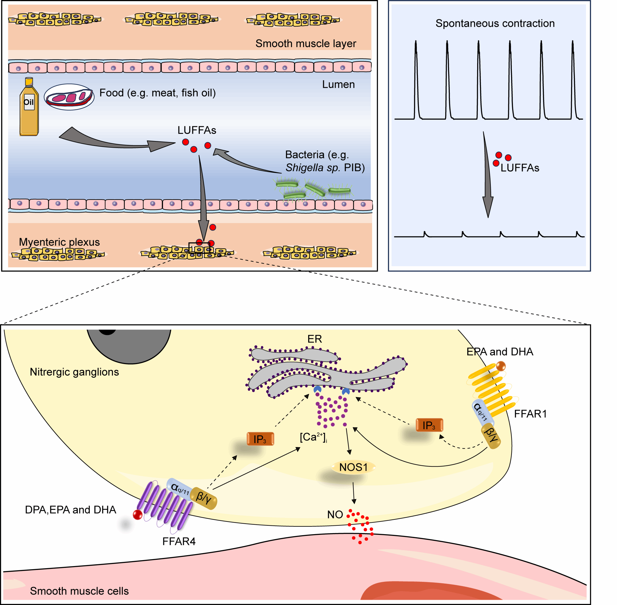 南京大学南京大学医学院陈鑫朱敏生教授团队揭示长链不饱和脂肪酸调控胃肠动力的潜在机制