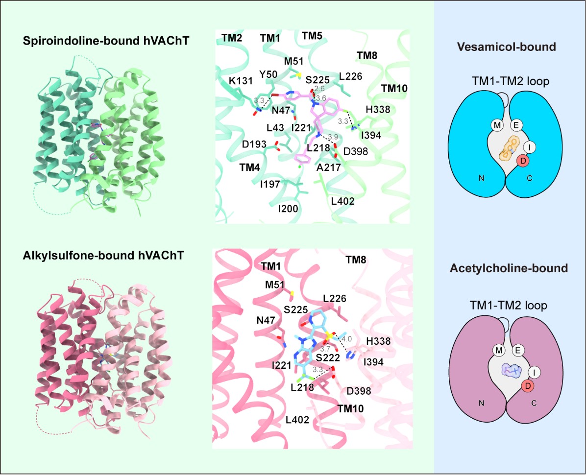 北京大学生命科学学院张哲课题组揭示囊泡乙酰胆碱转运蛋白VAChT的药物抑制机制