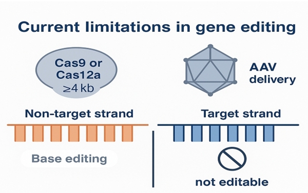 西北农林科技大学(755)羊遗传改良与生物育种团队在小型化CRISPR工具开发方面取得新突破