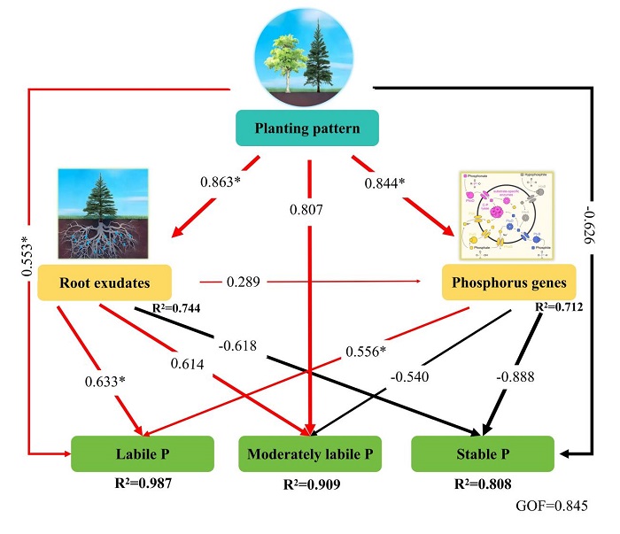 林业所科研团队在揭示根系分泌物与微生物协同促进 杉木木荷混交林磷活化的机制研究方面取得新进展