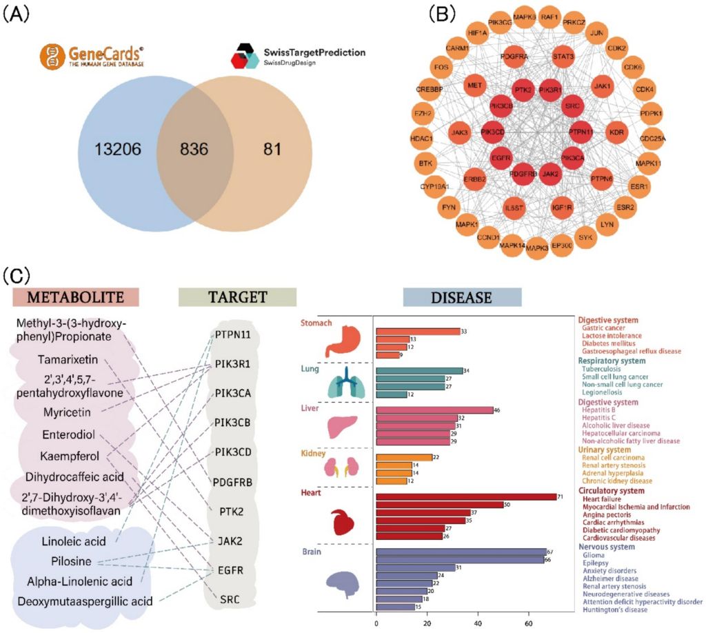 亚林所科研团队在山茶油抗氧化机制研究中取得新进展