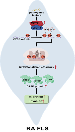 中山大学许韩师肖游君团队揭示METTL1介导的m7G甲基化促进类风湿关节炎滑膜侵袭的新机制