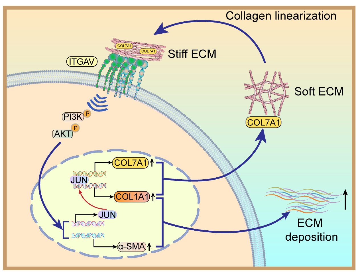 华中科技大学基础医学院叶红与协和医院马万里团队在胸膜纤维化的力学机制研究中取得新突破