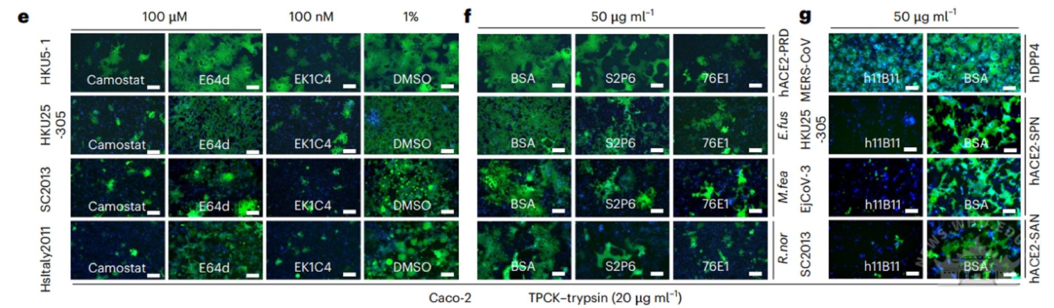 武汉大学严欢课题组揭示HKU25相关MERS簇冠状病毒的受体使用