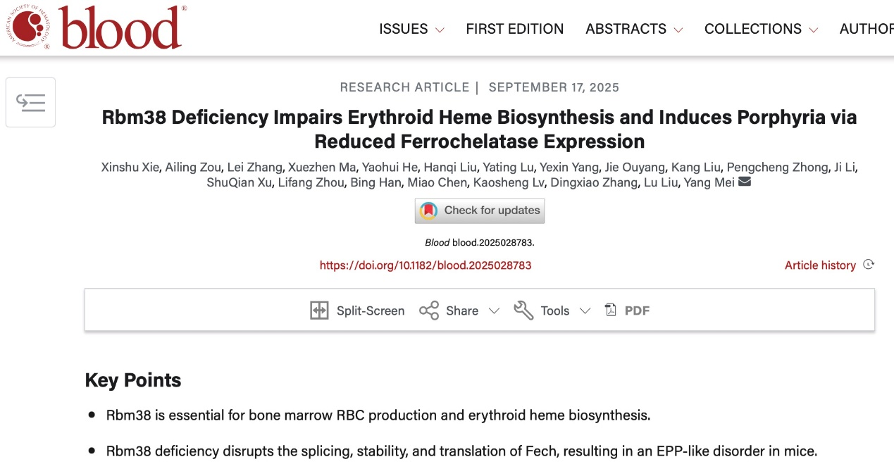 湖南大学梅杨教授团队揭示血液罕见病发病潜在新机制