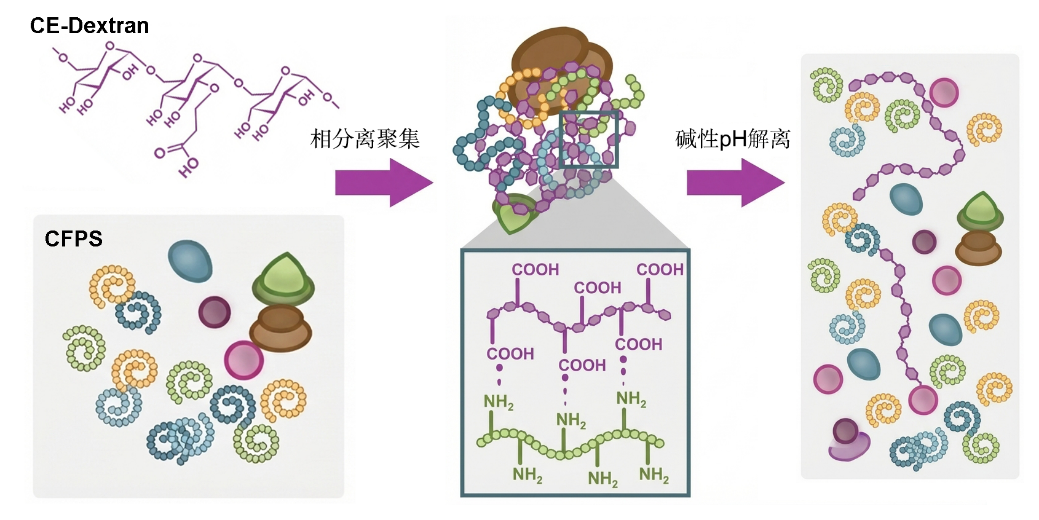 清华大学生医工程学院杜亚楠团队实现基于相分离调控的人工细胞智造和体内应用