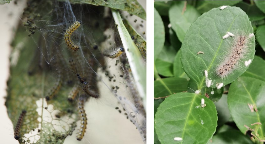 森环森保所在重大入侵害虫美国白蛾新天敌产品研发方面取得突破